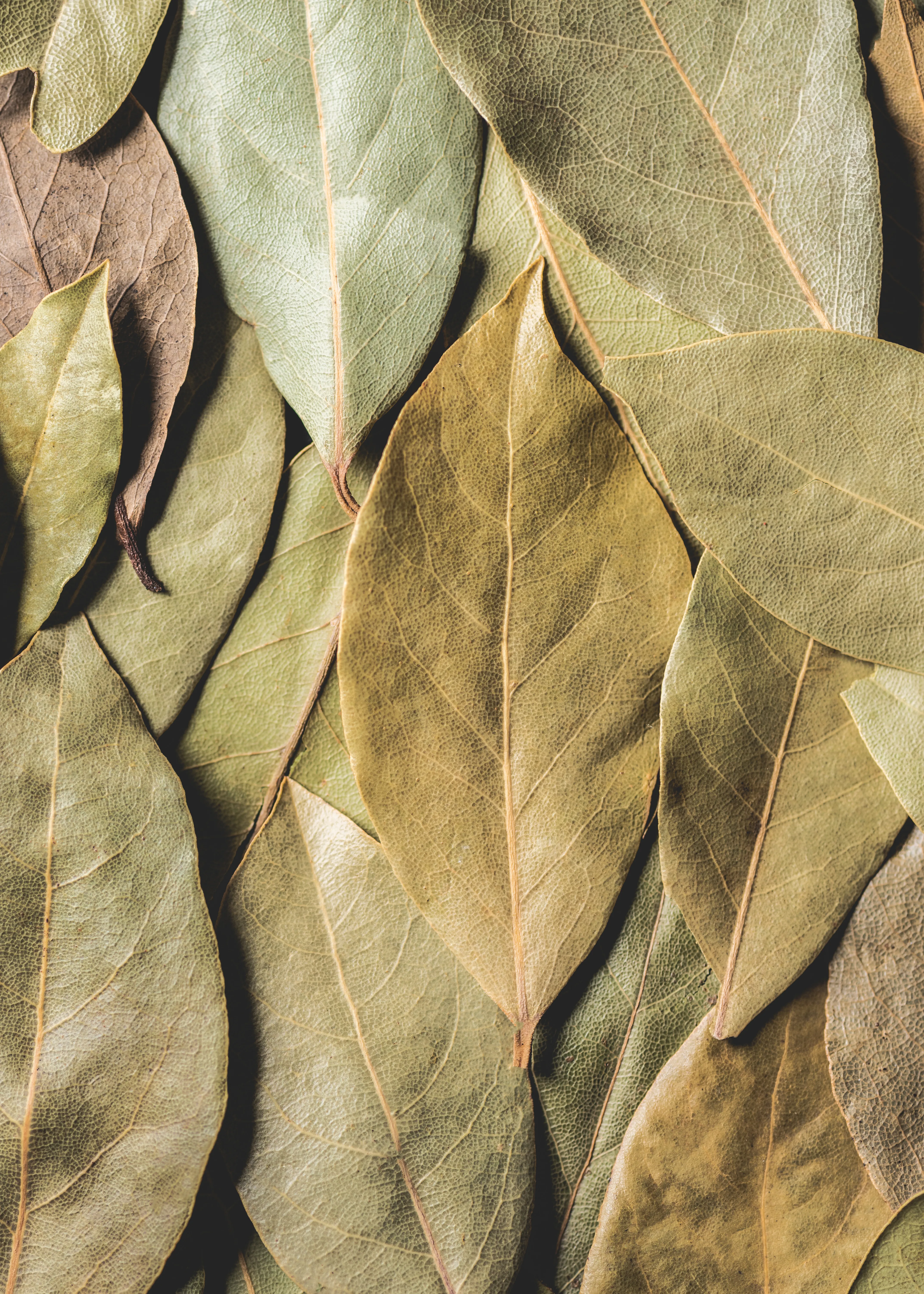 Bay Leaves