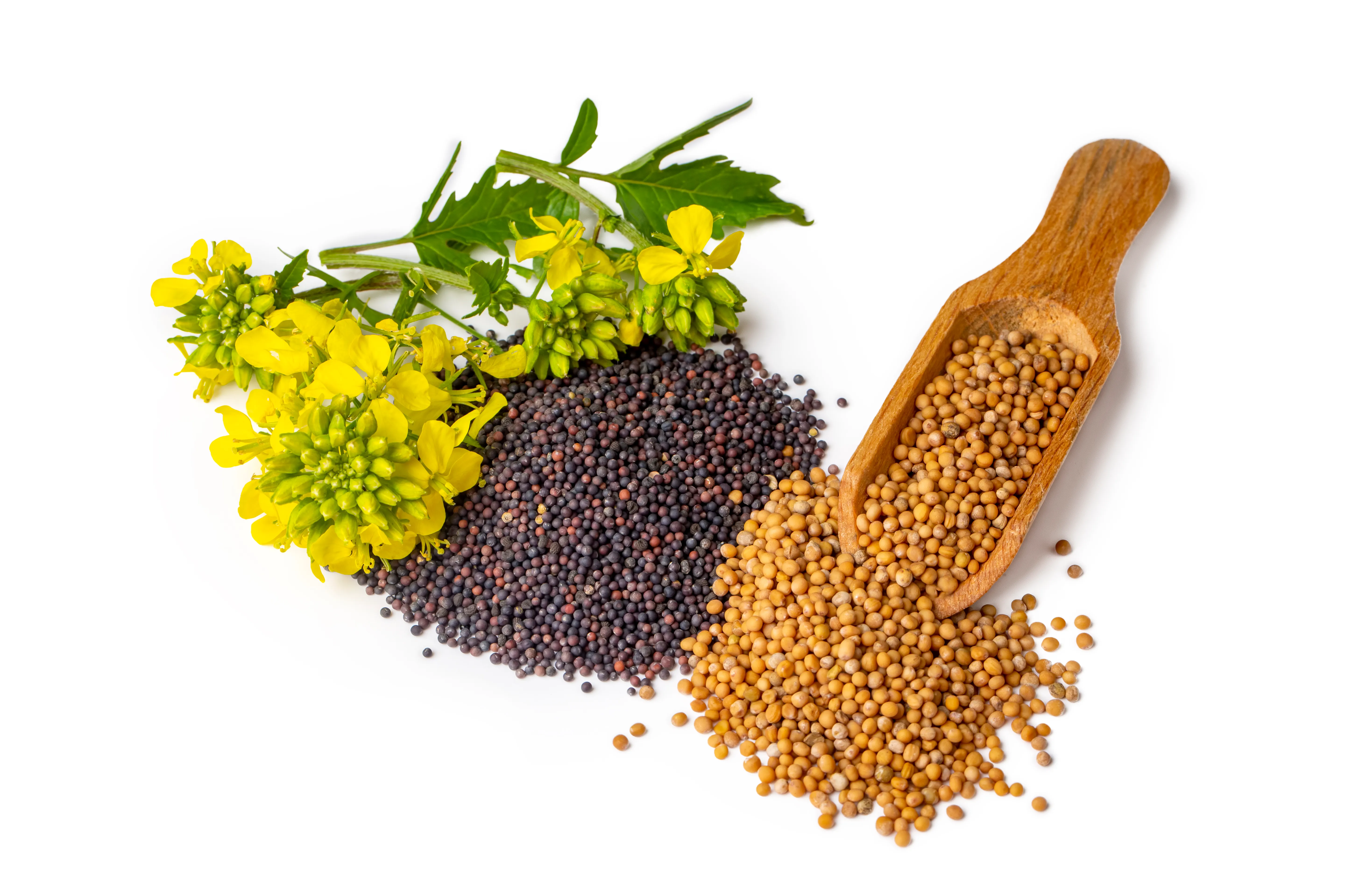Mustard Seeds